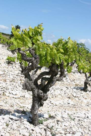 Arbre, Séminaire Hérault au Château de Siran · Languedoc